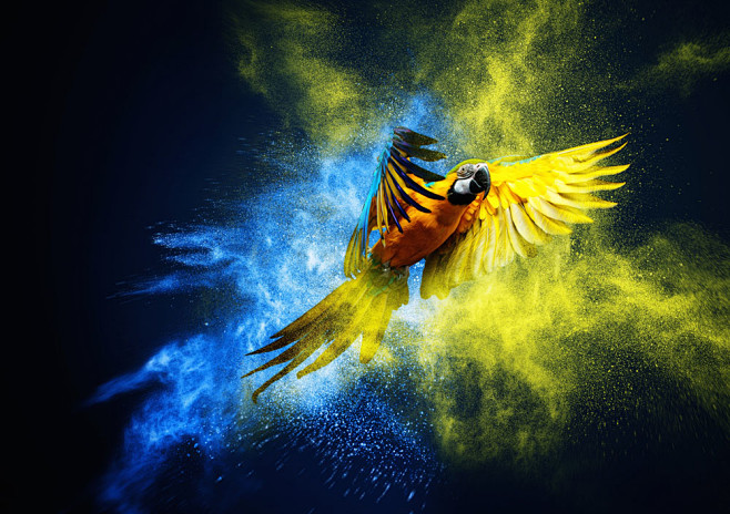 飞翔的鹦鹉与粉末高清摄影图片 - 素材中...