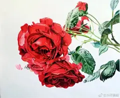 彩铅----植物，花卉 - 高清图片，堆糖，美图壁纸兴趣社区