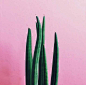 Pink & Green