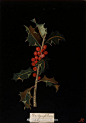 圣诞植物 槲寄生  +  冬青 | Mary Delany (1700-1788) #植物# #博物# #自然# #自然笔记# 英国蓝袜艺术家（Bluestocking artist），用剪纸（decoupage）制作植物学的“纸马赛克”（Paper Mosaiks）。槲寄生，在民间传说中，与肥沃联系在一起，冬青与保护联系在一起，两者都与圣诞节联系在一起！ ​​​​