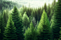 forest-with-green-forest-foggy-background