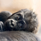 animal-wildlife-photography-marina-cano-12