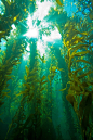 海藻森林