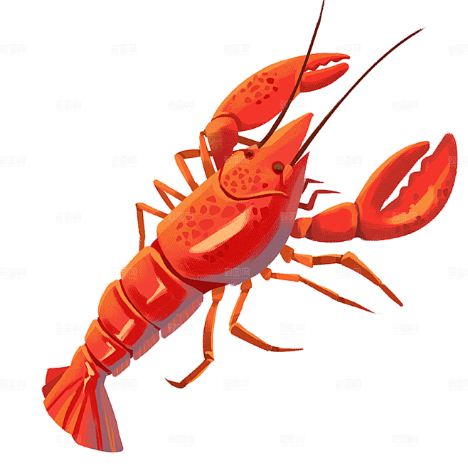 一只新鲜龙虾插图素材
