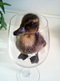 Baby Duck