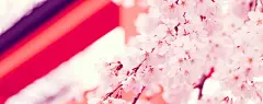春天桃花壁纸、桃花图片桌面#采集大赛#