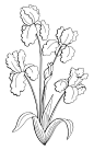 鸢尾花图形黑白孤立花束素描插图向量插画图片