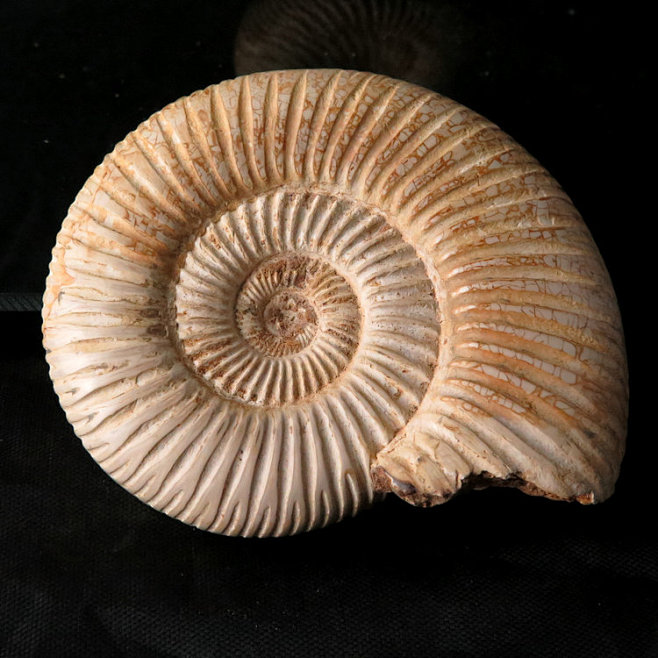 天然古生物化石巴普洛夫菊石化石羊角螺化石标本原石3