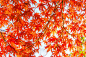 秋天,日本,北海道,自然,水平画幅,无人,户外,特写,红色,冬天