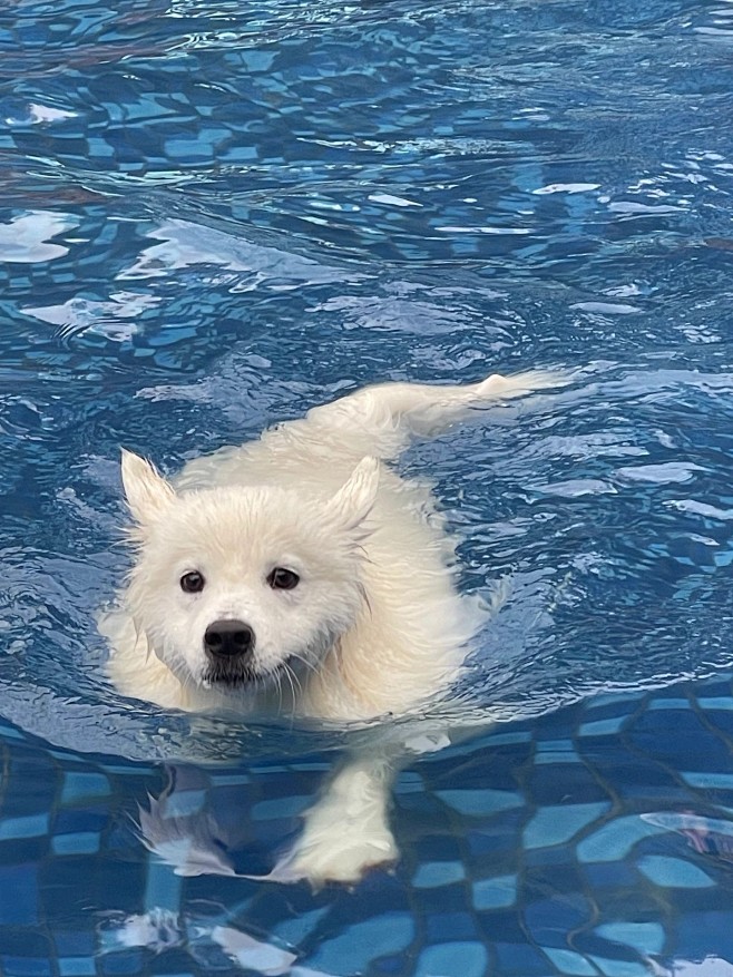微博