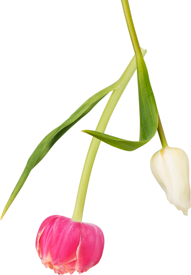 郁金香 花瓣 春天装饰素材 PNG免抠图