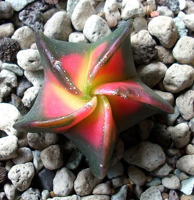 Astrophytum myriosti...