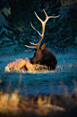 Relaxing In The Morning Light Of Autumn by John De Bord Photography (Website)