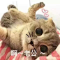 〖小猫可爱表情包〗啊～老公～