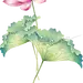 荷花荷叶png免抠元素莲花产背景图片模板