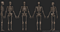 Human Skeleton, Boris Moskalenko : Medically accurate average human skeleton 3D model,with all important anatomical landmarks. Done for a client SciePro