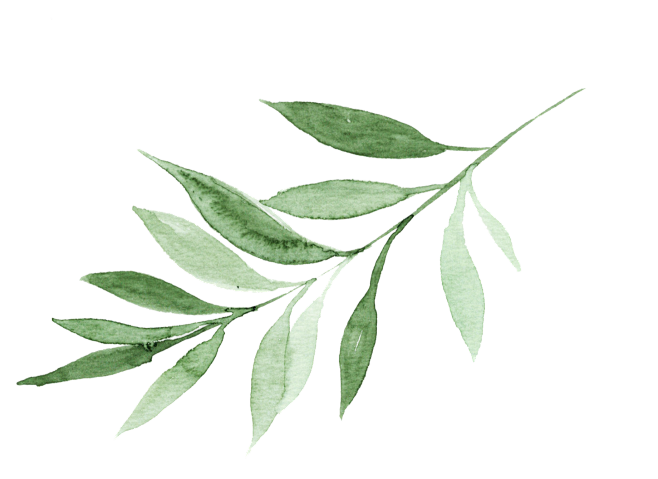 夏季热带手绘植物花卉叶子龟背竹装饰手账元...