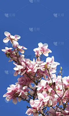 玉兰类,自然,垂直画幅,无人,蓝色,茶碟,有机食品,夏天,英文字母x,植物