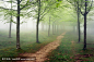 通路在有雾的森林里
pathway in foggy forest