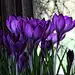 crocus