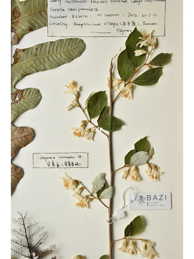 一些植物标本作品的细节-花瓣网