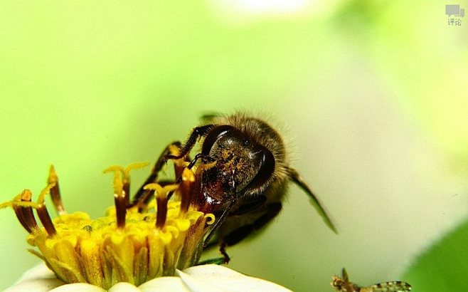 小蜜蜂
雄蜂通常寿命不长，不采花粉，亦不...
