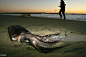 Children poke sticks at a giant squid that washed ashore on January 19, 2005 in Newport Beach, California. Scientists are trying to figure out why hundreds of the three- to four-foot-long squids washed up overnight along the southern California coast. One