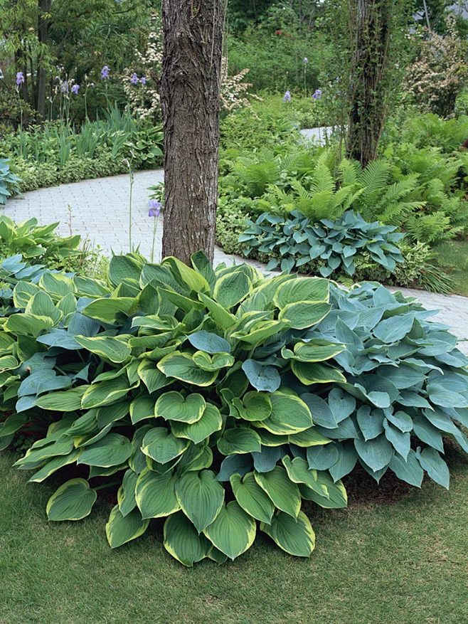花叶玉簪Hosta plantaginea （Lam.）Aschers-花瓣网