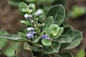 單葉蔓荊（海埔姜）
学名：Vitex ovate, Vitex rotundifolia L.，Vitex trifolia var. simplicifolia
科属：馬鞭草科（Verbenaceae）牡荊屬（Vitex）
别名：白布荆、水稔子、海埔姜、蔓荆子
产地：分布于广东、广西、云南、福建、台湾等省。
 