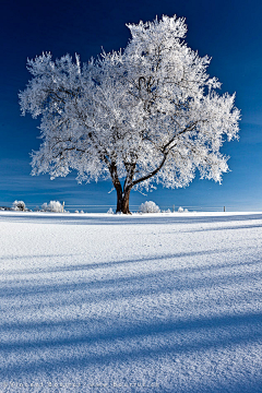 翠玉竹林采集到雪景