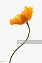 黄花