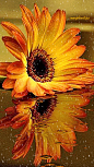 Gerbera flower