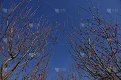 杏花,桃,传统,越南,大叻,壁纸,樱桃,越南新年,传统节日,色彩鲜艳