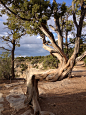 Tree at Grand Canyon, Arizona