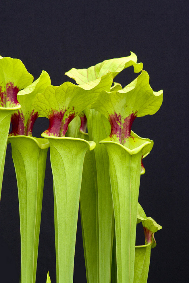 昨夜梦兮采集于2015-09-04 23:42:36瓶子草花卉集昨夜梦兮该采集也在