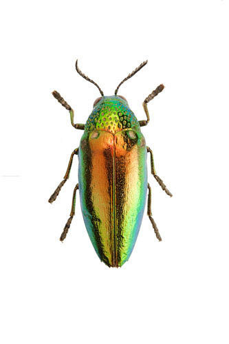 吉丁虫甲虫昆虫鞘翅目