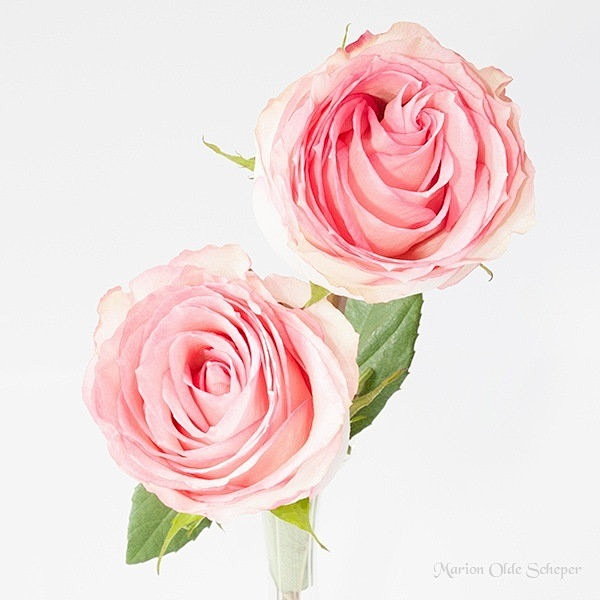 Photograph Roses by ...