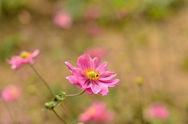 秋牡丹（Anemone hupehens...