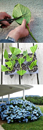 How to Grow Hydrangea from Cuttings如何从扦插种植绣球