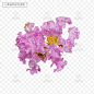 紫薇花,紫色的花,紫花,png,免扣素材,