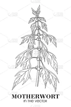 白底上的益母草素描