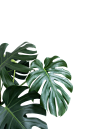 植物png