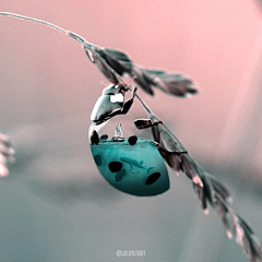 🍃七星瓢虫采集到合成