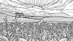 茶叶 茶园 茶山 钢笔画插画