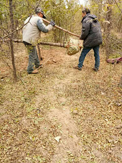 陈廷刚采集到皂角树