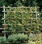 Trellis planted with tomatoes