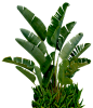 植物素材 (1029×1197)