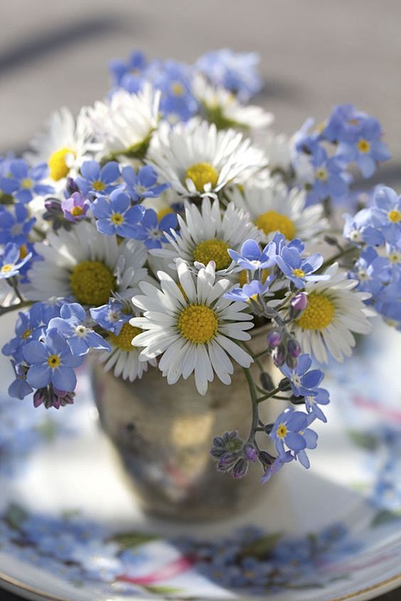 小菊花