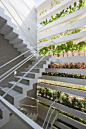 Vertical Farm- corridor - great way for people to enjoy a sunny stairway and breath to help the plants