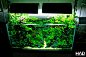 造景之路：水草造景（90CM）-67 - 田园漫步 - walkingfarm－田园漫步